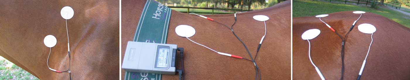Equine Teas Training
